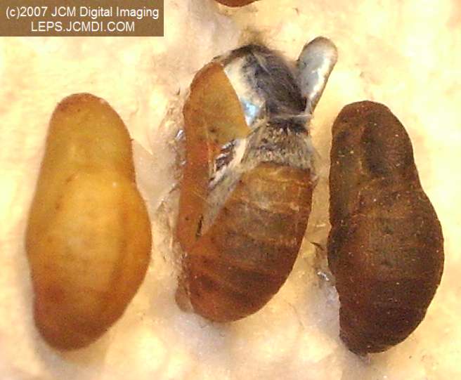 Philotes sonorensis (Sonoran Blue) life cycle images from jcmdi.com